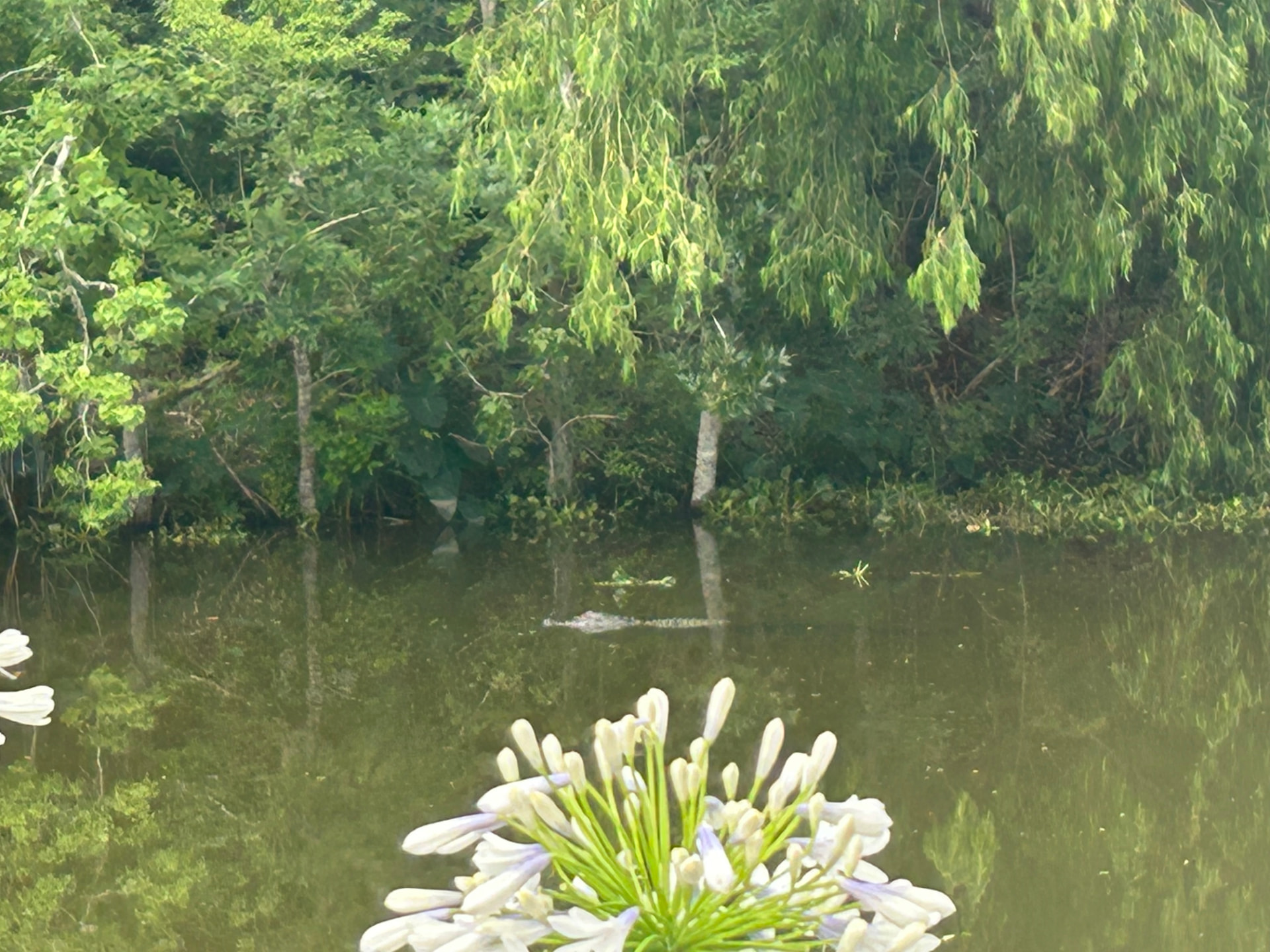 An alligator gliding through a tree-lined South Louisiana bayou, with white agapanthus blooms in the foreground