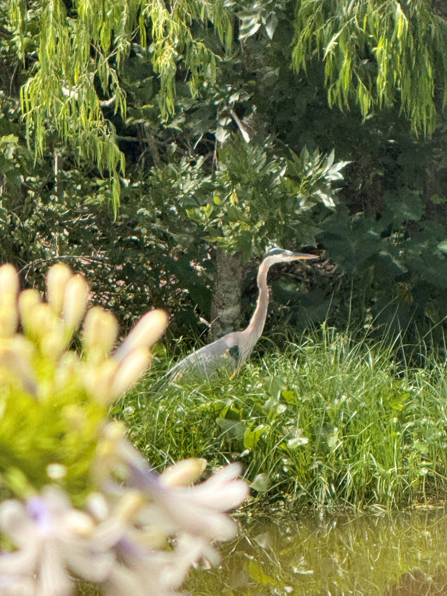 A great blue heron wading through tall grass at the water's edge in South Louisiana